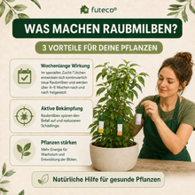 Lade das Bild in den Galerie-Viewer, Raubmilben Trio gegen Thripse, Spinnmilben & Weiße Fliege – 3-fach Schutz