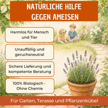 Lade das Bild in den Galerie-Viewer, SF-Nematoden gegen Ameisen - Natürliche Ameisenbekämpfung
